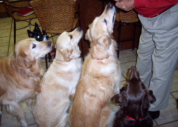 Dogs are an important part of our holidays.
