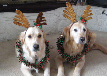 Cali & Mia - Reindeer Dogs